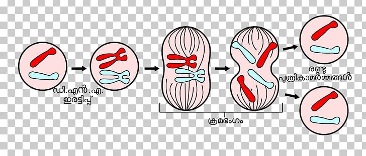 Mitosis And Meiosis Cell Division PNG, Clipart, Area, Biology, Brand ...