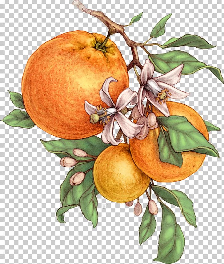 Bitter Orange Tangerine Mandarin Orange Grapefruit Botanical Illustration PNG, Clipart, Apple, Arizona, Art, Bitter Orange, Botanical Illustration Free PNG Download