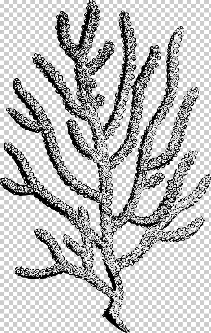 Coral Reef Printmaking PNG, Clipart, Art, Black And White, Branch, Coral, Coral Reef Free PNG Download