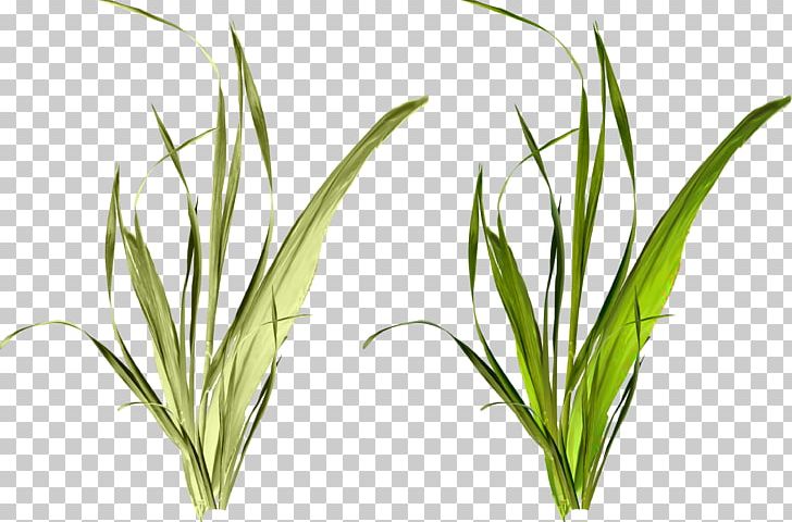 Grass Weed Herbaceous Plant PNG, Clipart, Clip Art, Commodity, Download, Grass, Grasses Free PNG Download
