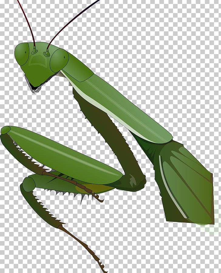Insect Mantis PNG, Clipart, Animals, Arthropod, Computer Icons, Desktop Wallpaper, Drawing Free PNG Download