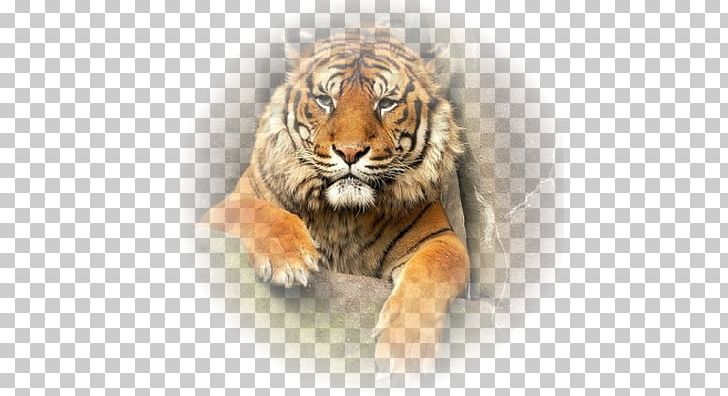 Tiger Lion Whiskers Animal Big Cat PNG, Clipart, Aime, Animal, Animals, Animaux, Big Cat Free PNG Download