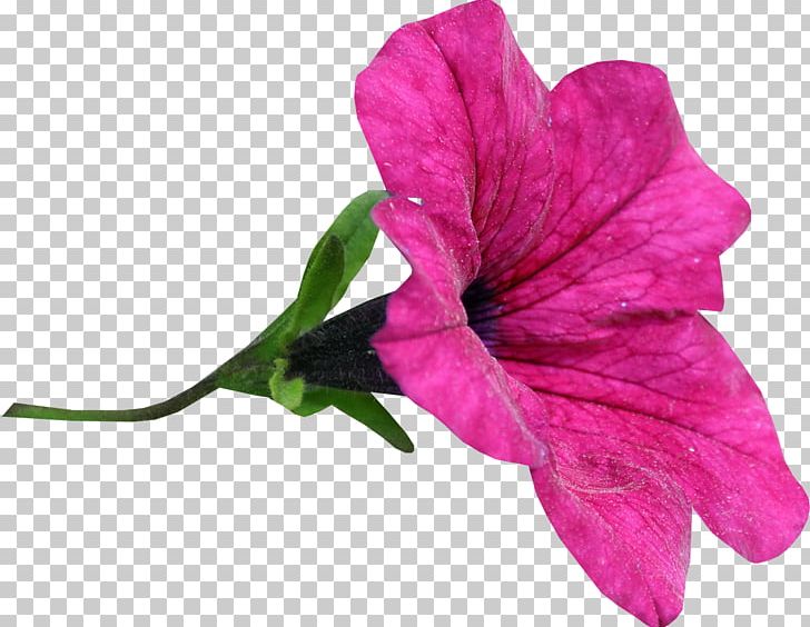 Flower Snezha PNG, Clipart, Album, Animation, Annual Plant, Azalea, Blog Free PNG Download