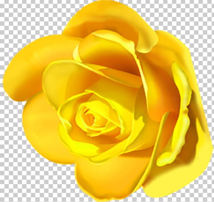 Garden Roses Lilium Flower PNG, Clipart, Clip Art, Closeup, Cut Flowers, Flower, Flowering Plant Free PNG Download