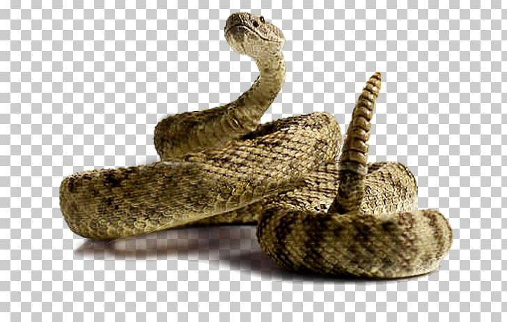 Rattlesnake PNG, Clipart, Boa Constrictor, Boas, Colubridae, Download, Eastern Diamondback Rattlesnake Free PNG Download