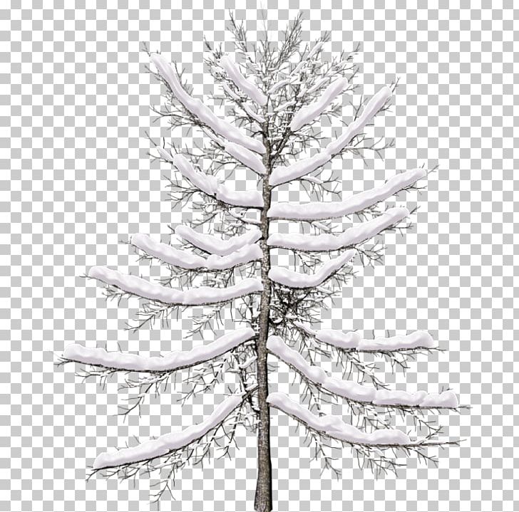 Spruce Tree Pine Larch Twig PNG, Clipart, Agac, Albero, Arama, Black And White, Blog Free PNG Download