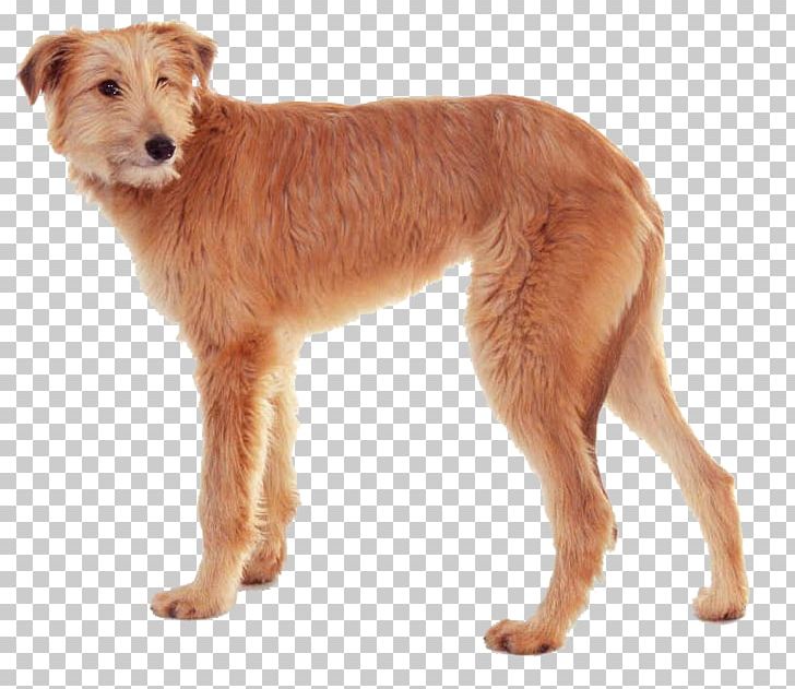 Dog Breed Irish Terrier Dutch Smoushond Companion Dog Sporting Group PNG, Clipart, Breed, Carnivoran, Companion Dog, Crossbreed, Dog Free PNG Download