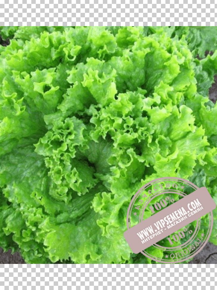 Seed Leaf Lettuce Salad Enza Zaden Cultivar PNG, Clipart, Cultivar, Food, Herb, Lactuca, Leaf Lettuce Free PNG Download