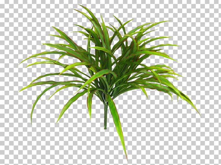 Arecaceae Grasses Terrestrial Plant Plant Stem Tree PNG, Clipart, Arecaceae, Arecales, Evergreen, Family, Grass Free PNG Download