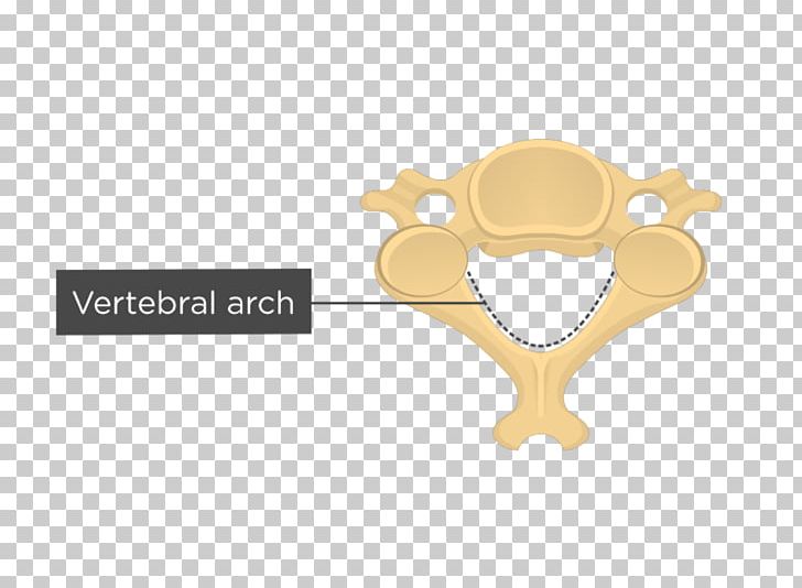 Cervical Vertebrae Axis Thoracic Vertebrae Human Vertebral Column PNG, Clipart, Anatomy, Articular Processes, Atlas, Axis, Brand Free PNG Download