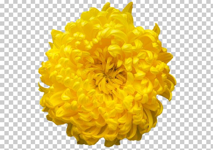 Chrysanthemum Display Resolution PNG, Clipart, Chrysanthemum, Chrysanths, Computer Icons, Cut Flowers, Dahlia Free PNG Download