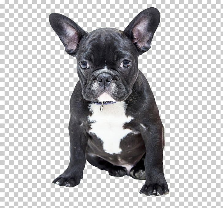 French Bulldog American Bulldog Pug Puppy PNG, Clipart, American Bulldog, Animals, Boxer, Breed, Bulldog Free PNG Download