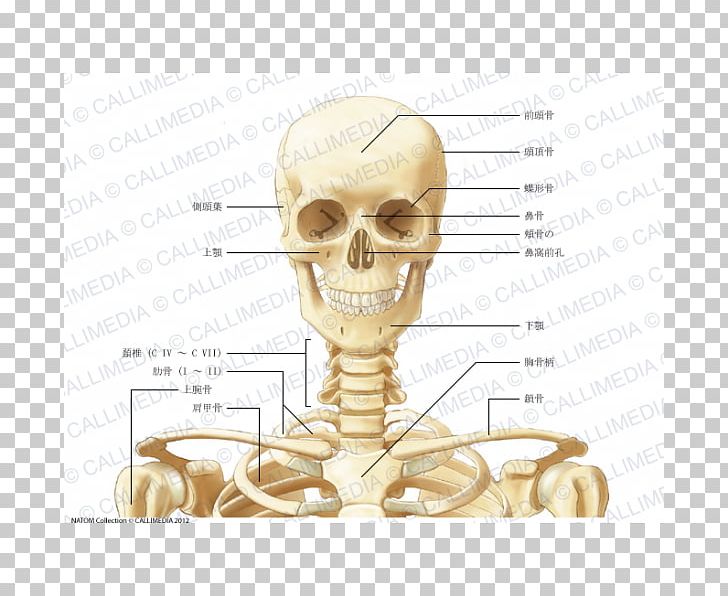 Human Anatomy Neck Bone Coronal Plane PNG, Clipart, Anatomy, Anterior, Anterior Triangle Of The Neck, Bas, Bone Free PNG Download