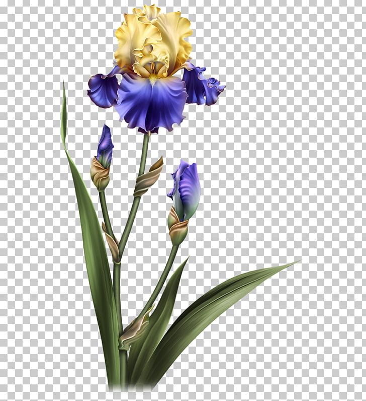 Orris Root Flower Painting PNG, Clipart, 2018, Art, Birthday, Blog, Centerblog Free PNG Download