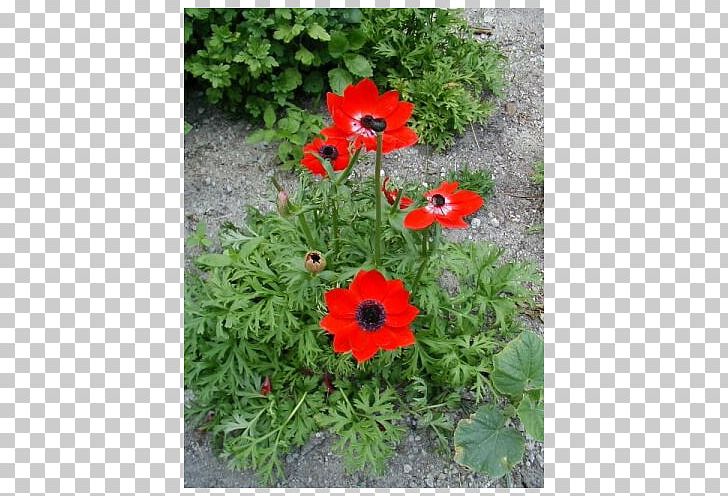 Poppy Anemone Bulb Japanese Anemone Plants PNG, Clipart, Anemone, Annual Plant, Bulb, Color, Cut Flowers Free PNG Download