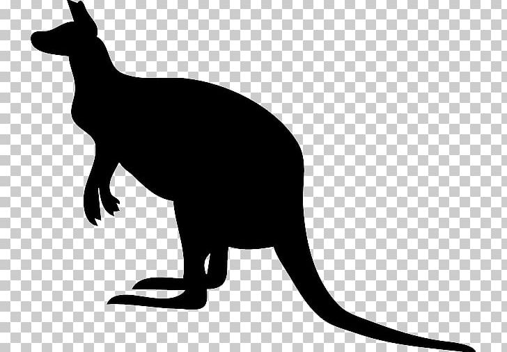 Portable Network Graphics Graphics Koala Kangaroo PNG, Clipart, Animals, Black And White, Carnivoran, Cat, Cat Like Mammal Free PNG Download