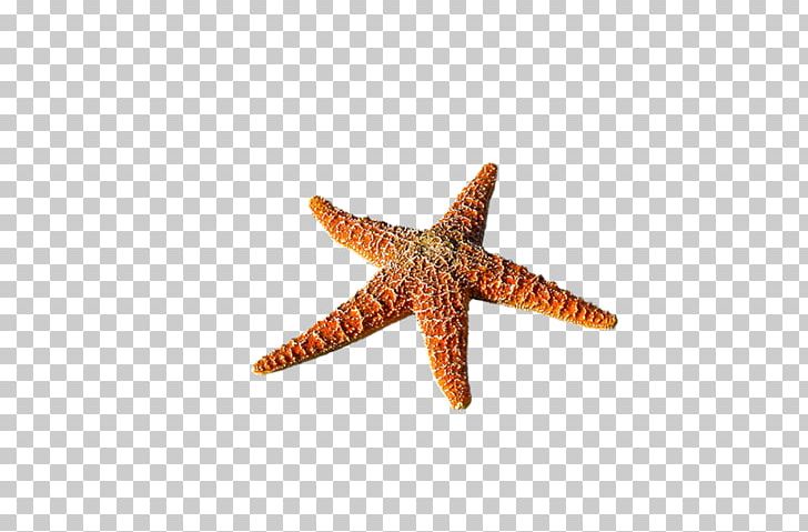 Starfish Beach Seaside Resort Vacation Rental PNG, Clipart, Animal, Backpack, Bag, Beach, Coast Free PNG Download