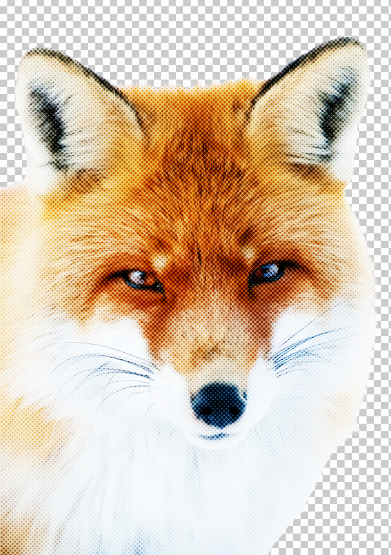 Fox Red Fox Dog Snout Wildlife PNG, Clipart, Dog, Fox, Red Fox, Snout, Wildlife Free PNG Download