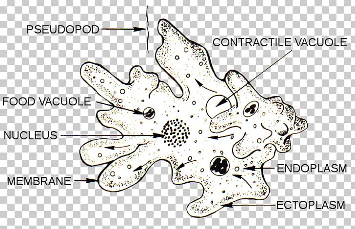 Amoeba Microscope Unicellular Organism Protist PNG, Clipart, Amoeba, Amoeba Proteus, Area, Auto Part, Biology Free PNG Download