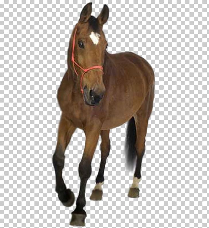 Horse Stock Photography Wall Decal PNG, Clipart, Animals, Foal, Halter, Hoof, Horse Free PNG Download