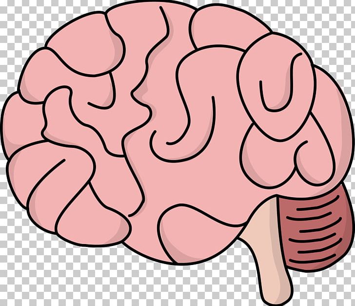 Human Brain Free Content PNG, Clipart, Area, Brain, Brain Cliparts Transparent, Download, Drawing Free PNG Download