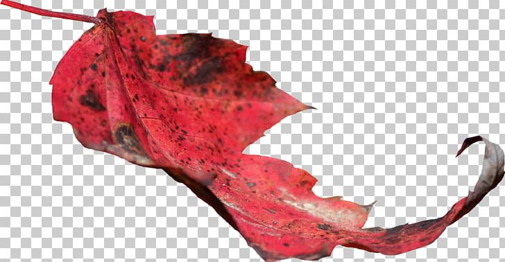 Maple Leaf Autumn Leaf Color PNG, Clipart, Autumn Leaf Color, Body Donation, Darkest Hour, Dendrocnide Moroides, Leaf Free PNG Download