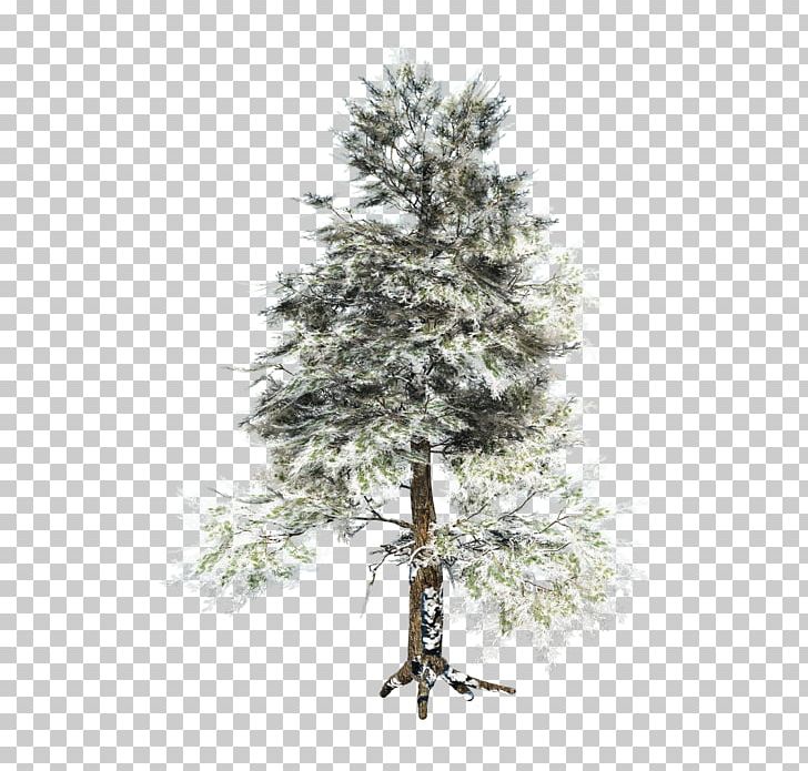 Spruce Pine Centerblog Tree PNG, Clipart, Arama, Black And White, Blog, Branch, Cari Free PNG Download