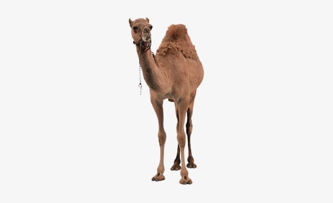 Desert Camel PNG, Clipart, Animal, Camel Clipart, Camel Clipart, Desert, Desert Clipart Free PNG Download