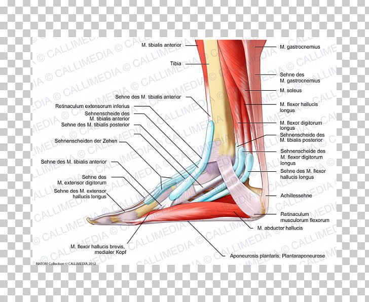 Elbow Foot Human Anatomy Muscle PNG, Clipart, Anatomical Terms Of Location, Anatomy, Angle, Ankle, Arm Free PNG Download