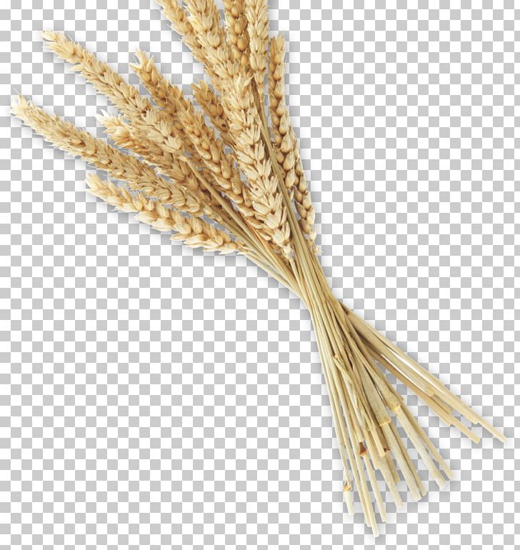 Emmer Bread Whole Grain Spelt Einkorn Wheat PNG, Clipart, Bread, Bread Machine, Cereal, Cereal Germ, Commodity Free PNG Download