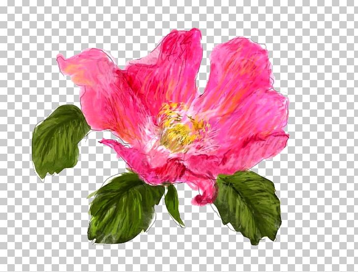 Japanese Camellia Icon PNG, Clipart, Annual Plant, Cdr, China Rose, Color, Color Of Lead Free PNG Download
