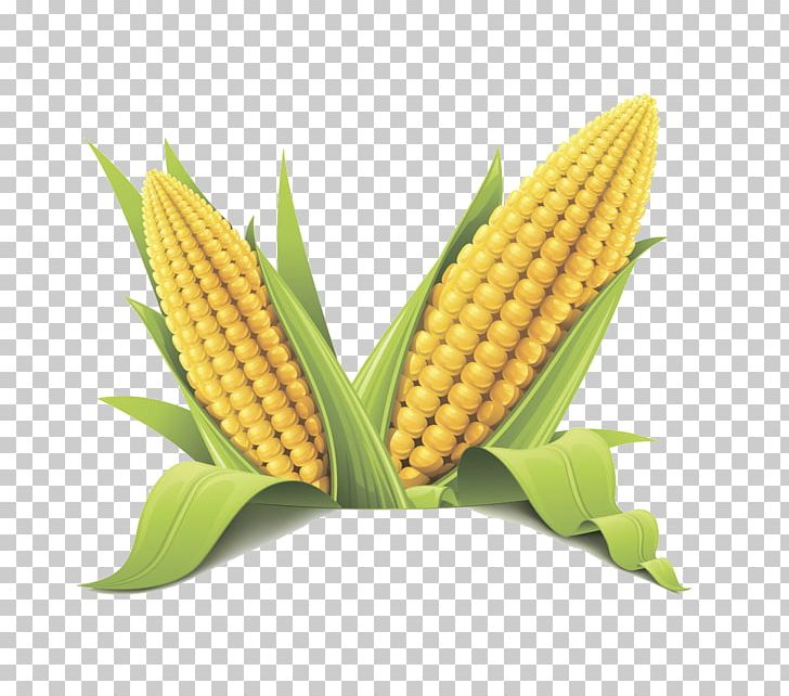 Corn On The Cob Maize Sweet Corn Flint Corn Cereal PNG, Clipart, Cartoon Corn, Cereal, Commodity, Corn, Corn Cartoon Free PNG Download