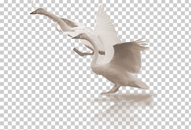 Cygnini Bird PNG, Clipart, Animal, Animals, Background White, Beak, Bird Free PNG Download