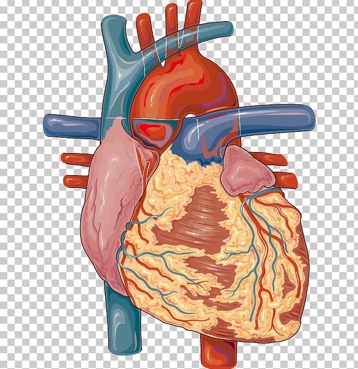 Heart Medicine Lymph Node Cardiovascular Disease Circulatory System PNG, Clipart, Blood, Cardiovascular Disease, Cell, Circulatory System, Coeur Free PNG Download
