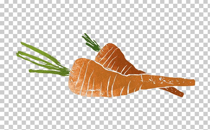 Organism Orange S.A. PNG, Clipart, Carrot, Food, Orange Sa, Organism, Vegetable Free PNG Download