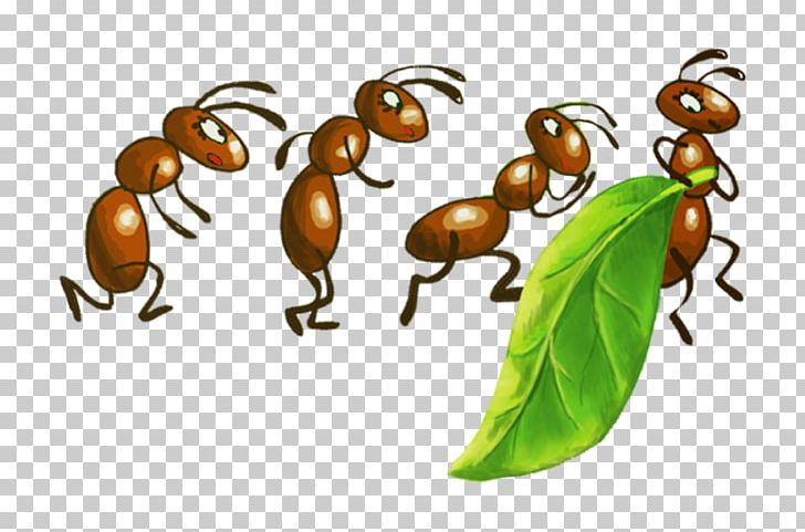Beetle K2 Pollinator Fruit PNG, Clipart, Animals, Ant, Anthony Mcpartlin, Arthropod, Beetle Free PNG Download