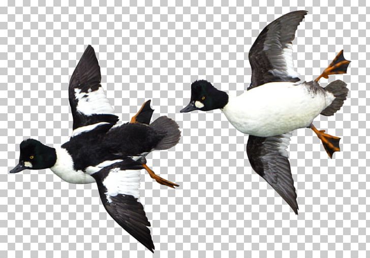 Duck Beak Fauna Water Bird PNG, Clipart, Animals, Beak, Bird, Duck, Ducks Geese And Swans Free PNG Download