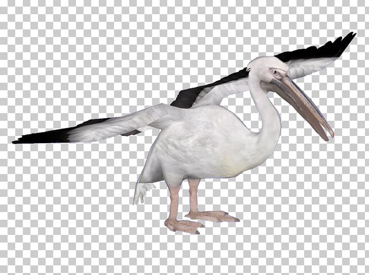 Heron Water Bird Spoonbills Great White Pelican PNG, Clipart, Anatidae, Animal, Animals, Apodiformes, Beak Free PNG Download