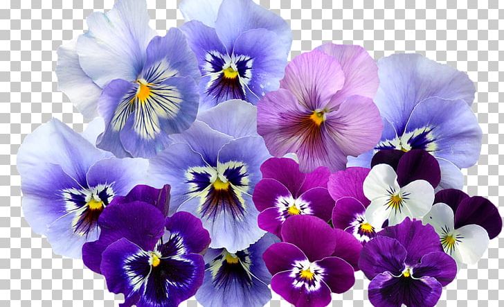 Pantone Graphic Design Color Scheme Palette PNG, Clipart, Art, Color, Color Scheme, Flower, Flowering Plant Free PNG Download