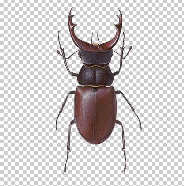 Stag Beetle Lucanus Maculifemoratus PNG, Clipart, Animals, Antler, Arthropod, Beetle, Graphic Design Free PNG Download