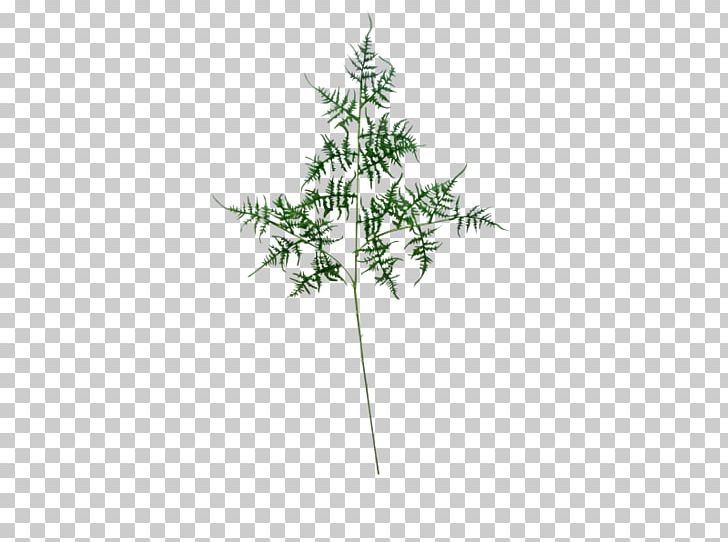 Fern Leaf Shrub Plant Stem Twig PNG, Clipart,  Free PNG Download