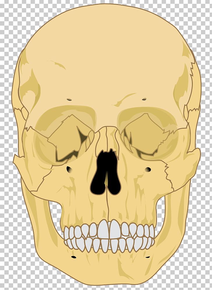 Human Skeleton Skull Anatomy Bone PNG, Clipart, Anatomy, Bone, Face, Fantasy, Head Free PNG Download