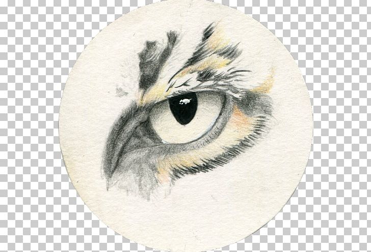 Owl Drawing Realism Sketch PNG, Clipart, Animal, Animals, Beak, Bird, Bird Of Prey Free PNG Download