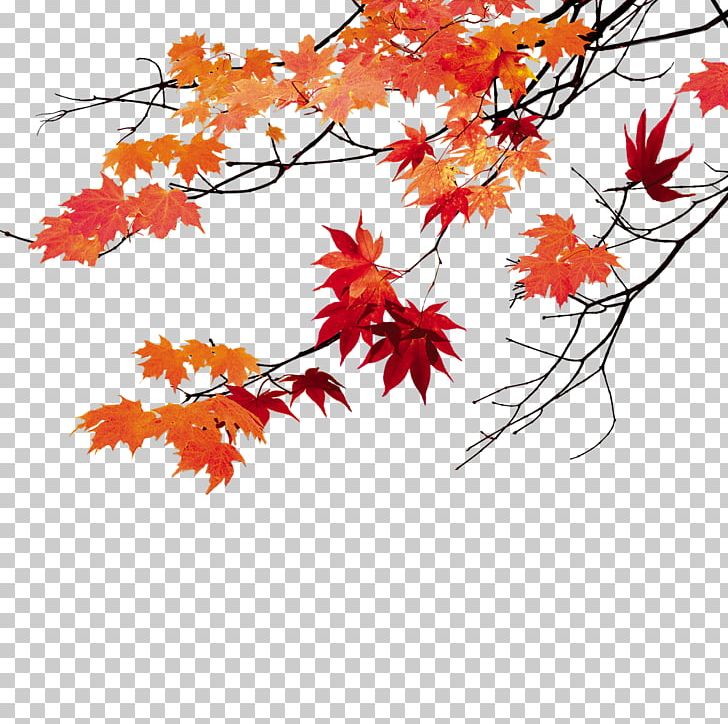 Maple Leaf PNG, Clipart, Autumn Leaf, Branch, Branches, Download, Encapsulated Postscript Free PNG Download