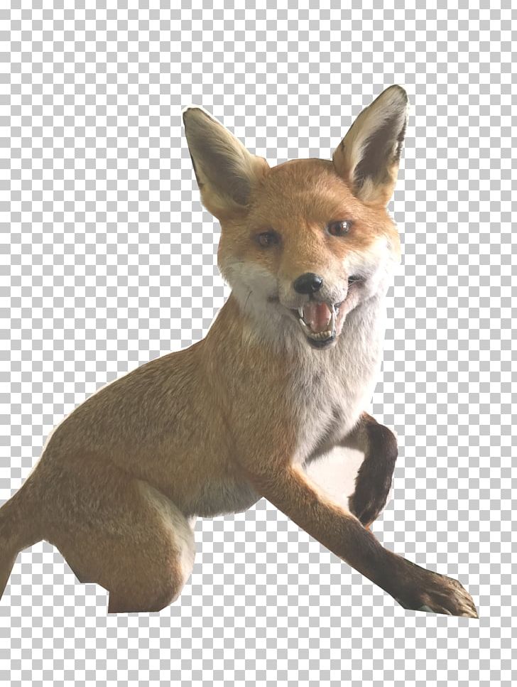 Red Fox Coyote Dhole Dog Jackal PNG, Clipart, Breed, Carnivoran, Coyote, Dhole, Dog Free PNG Download