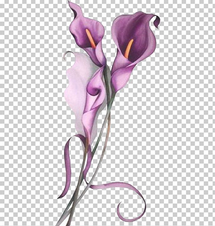 Arum-lily Callalily Lilium Flower PNG, Clipart, Arum, Arum Lilies, Arumlily, Big Flower, Calas Free PNG Download