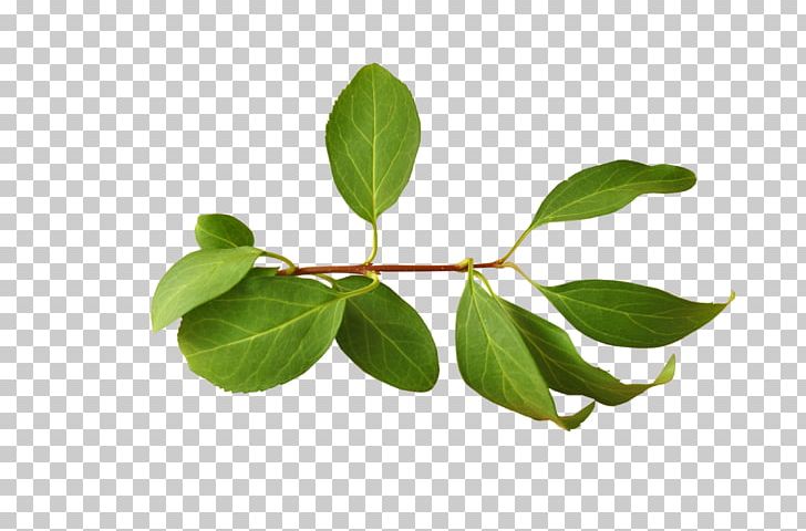 Branch Leaf PNG, Clipart, Autumn Leaves, Banana Leaves, Branch, Branches, Download Free PNG Download