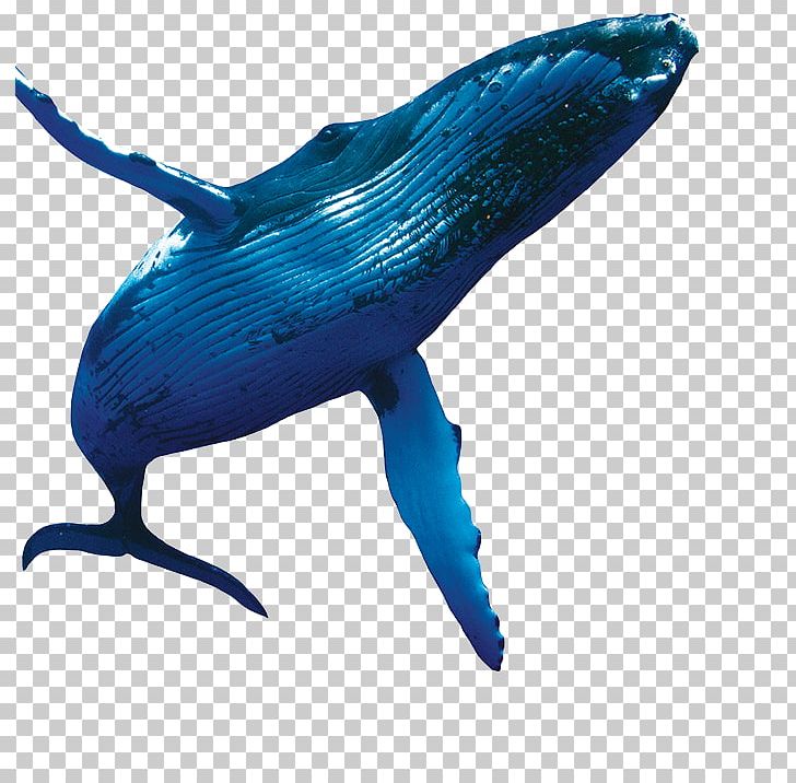 Dolphin Cobalt Blue Marine Biology PNG, Clipart, Animals, Biology, Blue, Cobalt, Cobalt Blue Free PNG Download