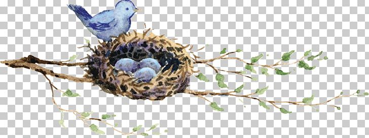 Edible Bird's Nest Duck European Robin Bird Nest PNG, Clipart, Bird Nest, Duck, European Robin Free PNG Download
