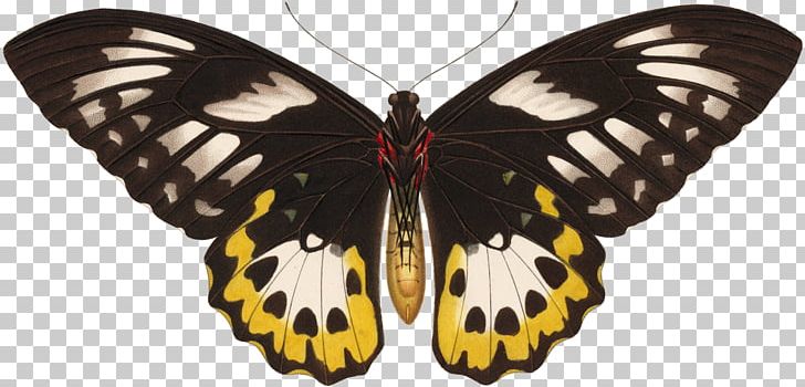 Monarch Butterfly Pieridae פייפר בלה PNG, Clipart, 100, Arthropod, Artikel, Brush Footed Butterfly, Butterfly Free PNG Download